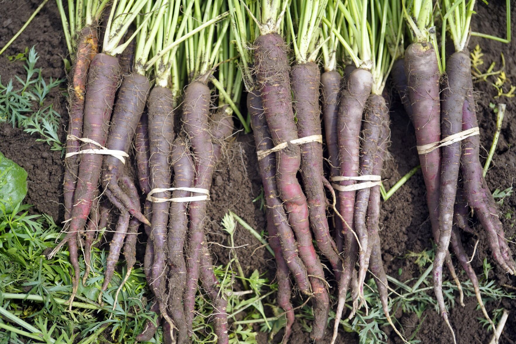 INDIANLINEFARMING-2.jpg